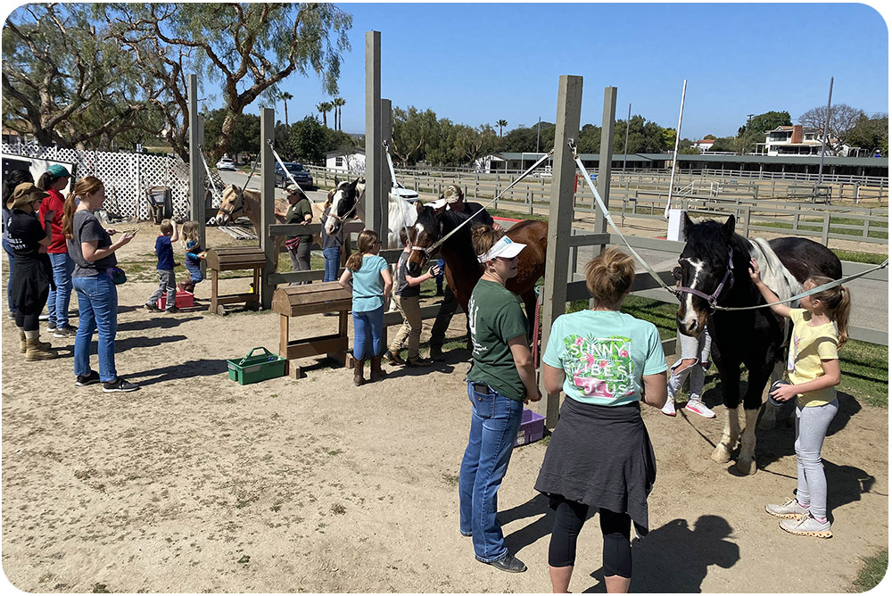 Families and children groom horses at the tie posts during a Meet and Greet session at Ivey Ranch in Oceanside, CA.