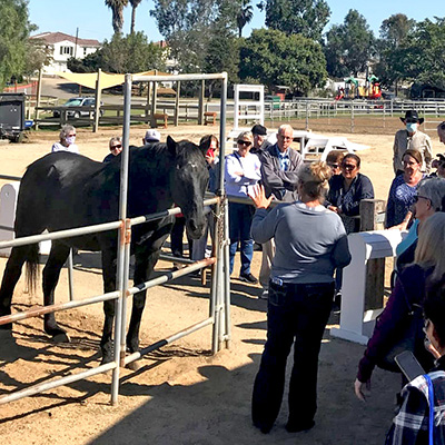 Group of visitors gathered around a black horse in the arena during an Ivey Ranch Park Association Meet and Greet in Oceanside CA