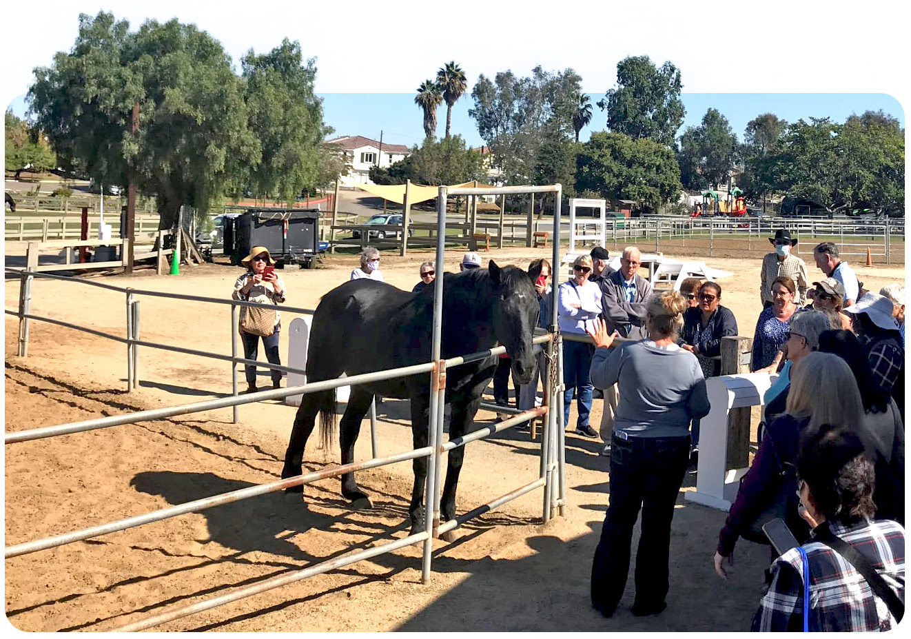 A large group of visitors gathers around a black horse in the Ivey Ranch arena during a Meet and Greet experience in Oceanside, CA.