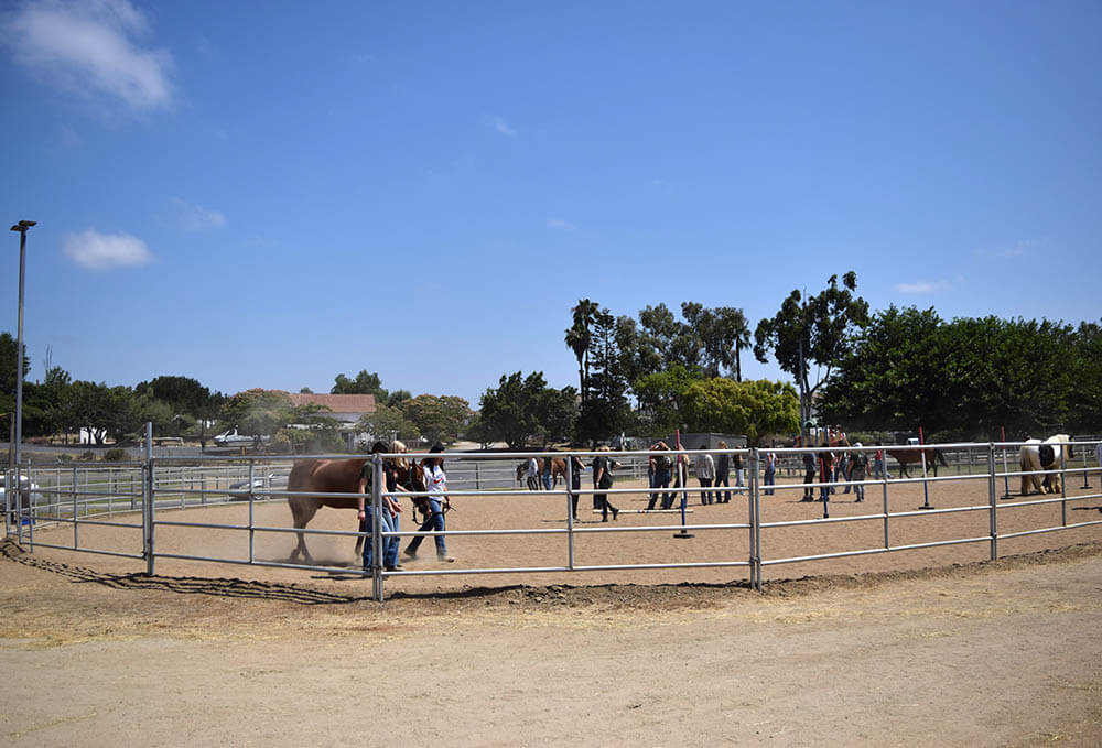 Riding arena at Ivey Ranch Park Association filled with participants riding and learning