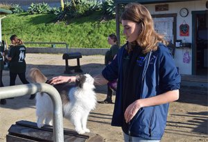 Volunteer petting a barn cat at Ivey Ranch in Oceanside, CA
