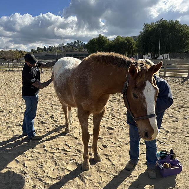 Two participants groom a chestnut horse with a white blaze in the sandy arena under a partly cloudy sky at Ivey Ranch's Horses for Heroes program in Oceanside, CA