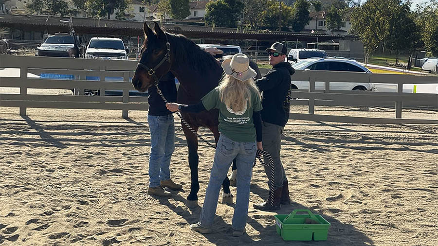 A volunteer and a participant work with a dark bay horse during ground exercises in the arena at Ivey Ranch's Horses for Heroes program in Oceanside, CA