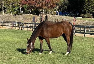 Ivey Ranch Therapy Horse Grazing in a Pasture in Oceanside, CA