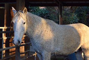 Ivey Ranch therapy horse standing in the barn in Oceanside, CA