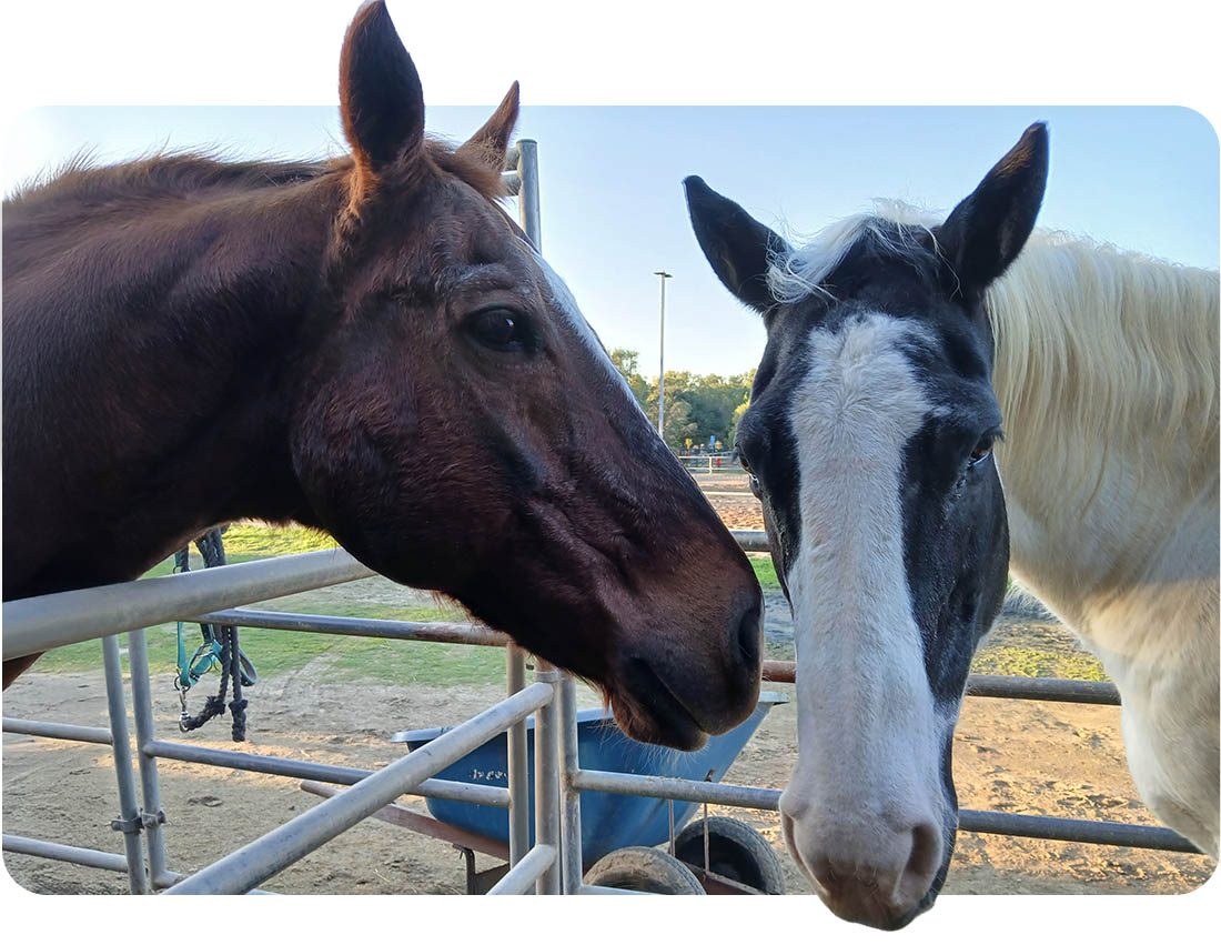 Two Ivey Ranch therapy horses at the ranch in Oceanside, CA