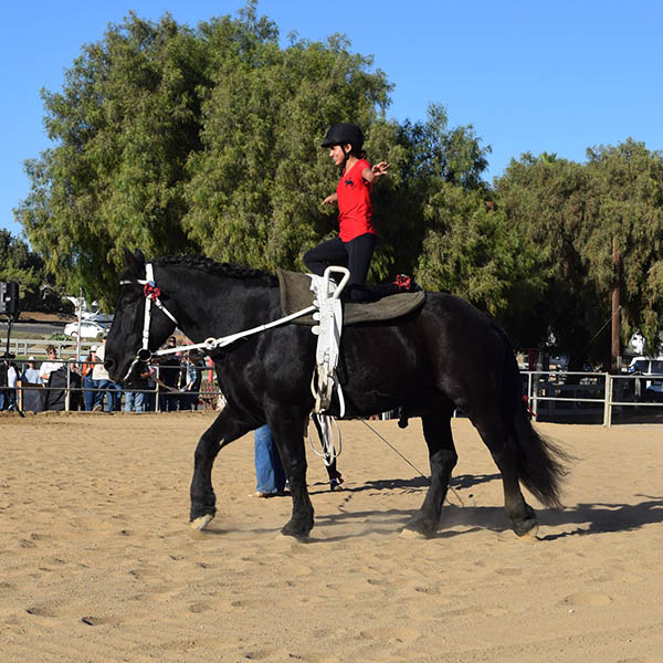 A vaulter in a red uniform stands upright on a black horse during a vaulting performance at Ivey Ranch in Oceanside, CA