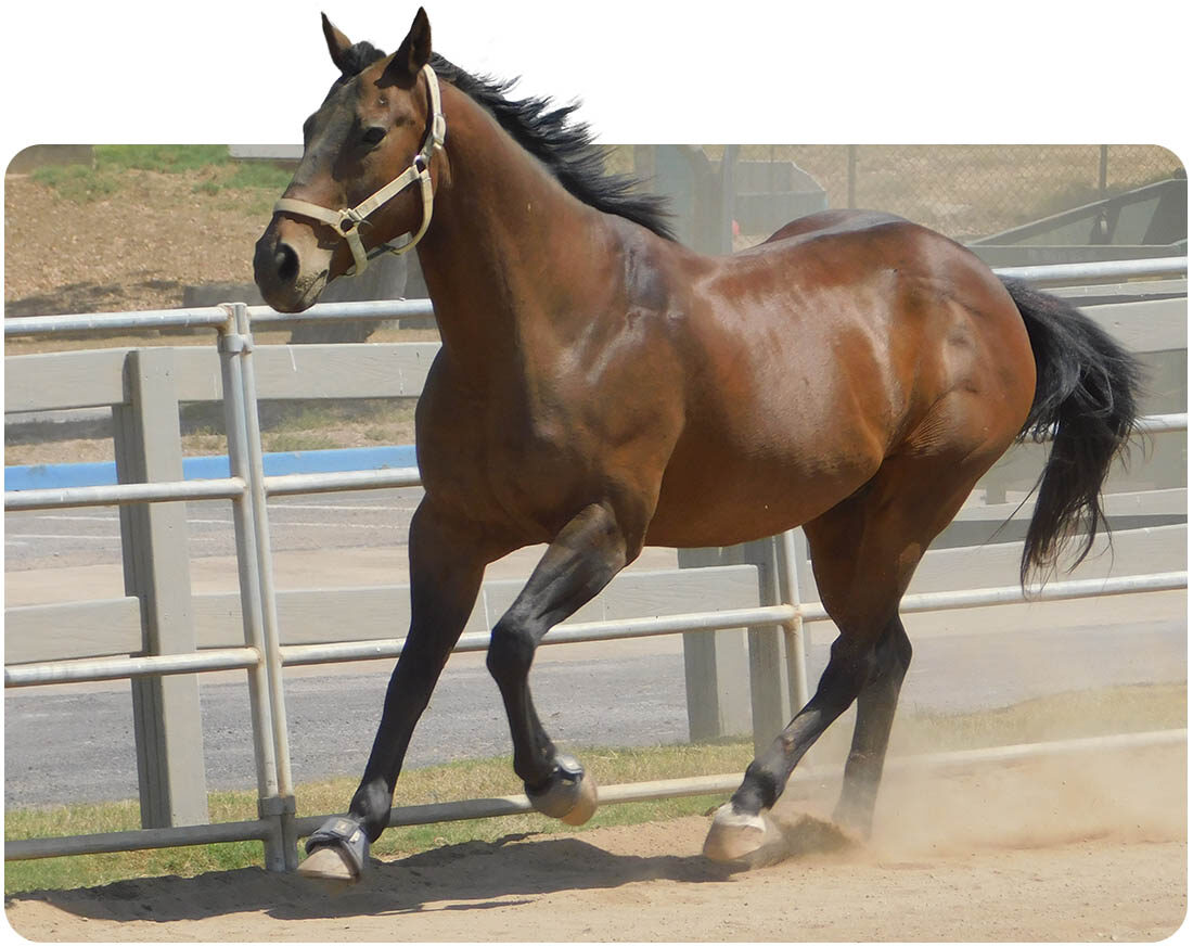 Galloping bay horse at Ivey Ranch in Oceanside, CA